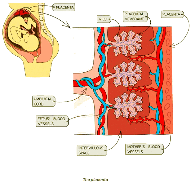 Sexual Reproduction in Humans | Biology for GCSE/IGCSE - Class 10
