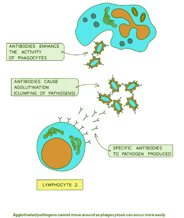 Antigens & Antibodies | Biology for GCSE/IGCSE - Class 10