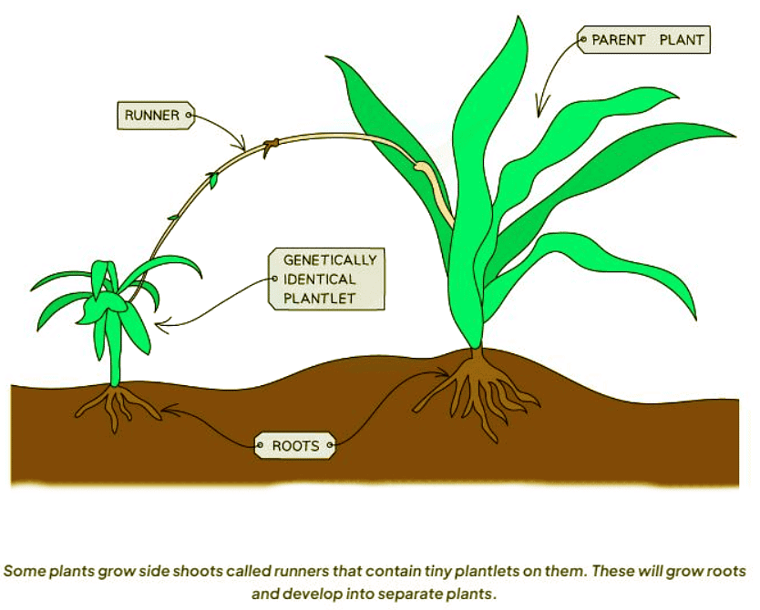 Asexual Reproduction | Biology for GCSE/IGCSE - Class 10