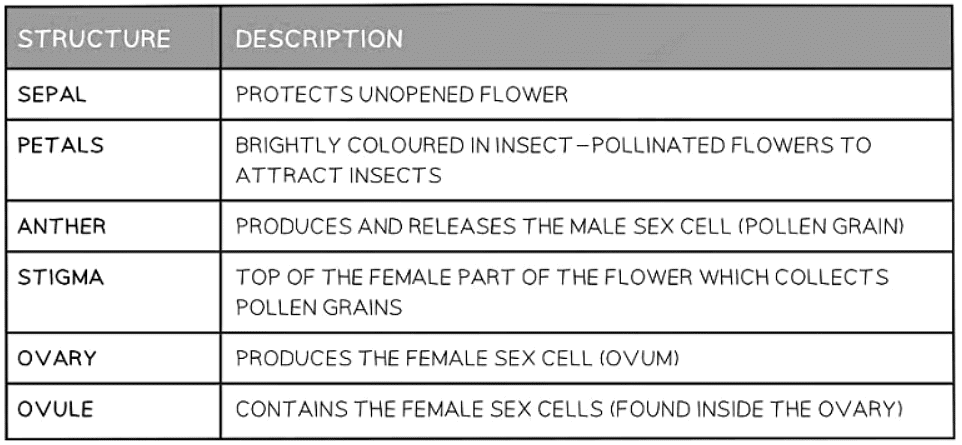 Sexual Reproduction in Plants | Biology for GCSE/IGCSE - Class 10