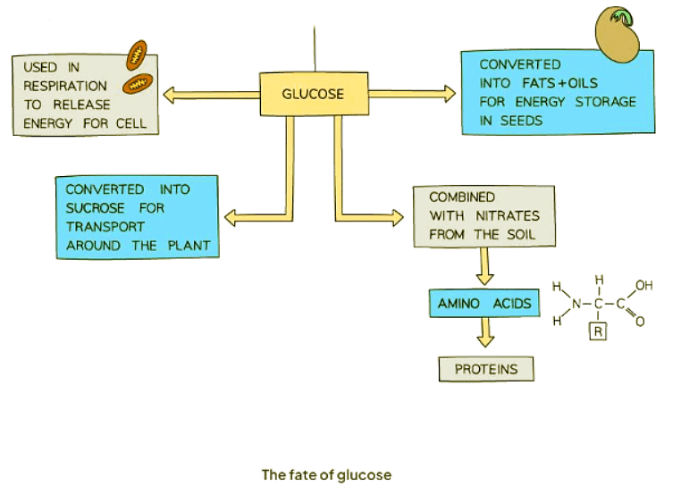 Use & Storage of Carbohydrates | Biology for GCSE/IGCSE - Class 10