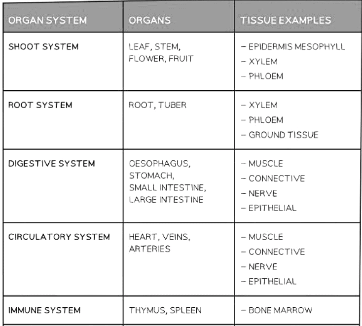 Levels of Organisation in an Organism