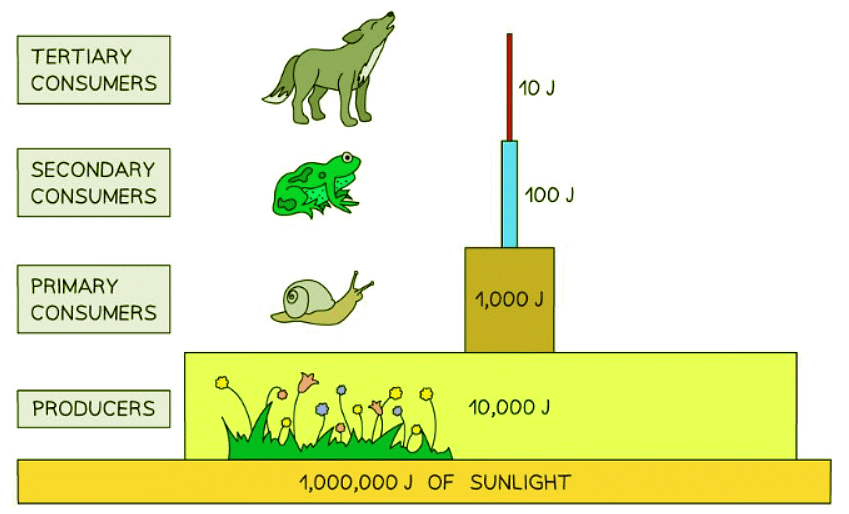 Pyramids of Energy | Biology for GCSE/IGCSE - Class 10