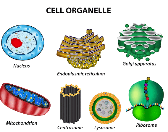 Organelles