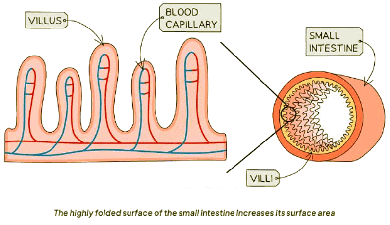 Factors that Influence Diffusion | Biology for GCSE/IGCSE - Class 10