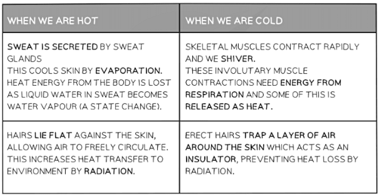 Homeostasis: Temperature Control | Biology for GCSE/IGCSE - Class 10