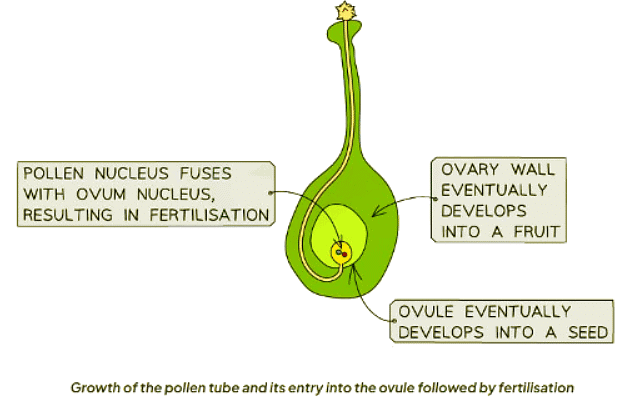 Sexual Reproduction in Plants | Biology for GCSE/IGCSE - Class 10