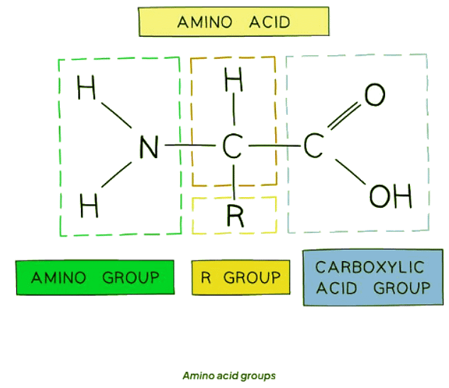 The Role of the Liver in Excretion | Biology for GCSE/IGCSE - Class 10