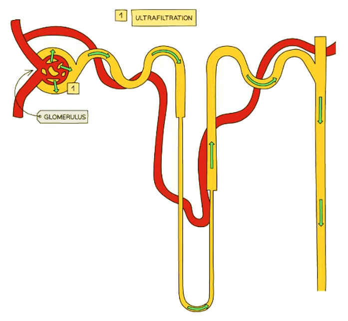 The Kidney | Biology for GCSE/IGCSE - Class 10