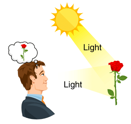 Light | Year 8 Physics (Cambridge) - Class 8