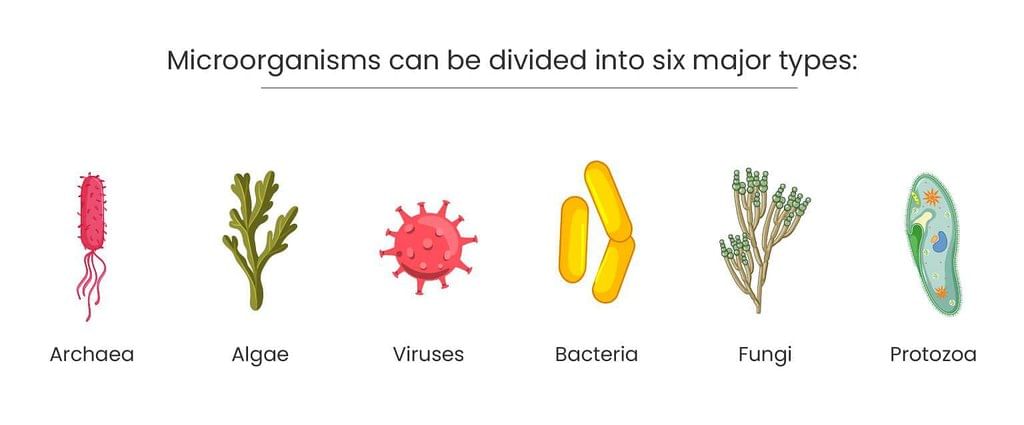 Microorganisms and decay | Year 7 Biology (Cambridge) - Class 7