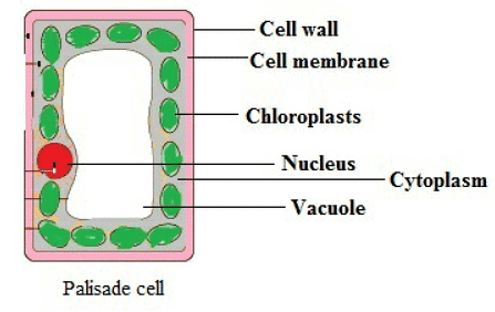 Palisade Cells
