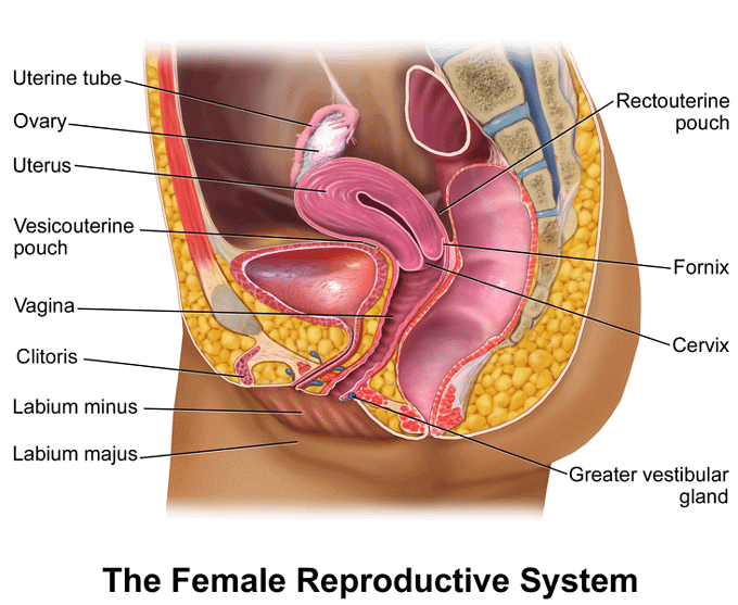Sexual Reproduction in Humans | Biology for GCSE/IGCSE - Class 10