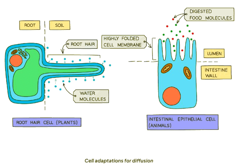 Factors that Influence Diffusion | Biology for GCSE/IGCSE - Class 10