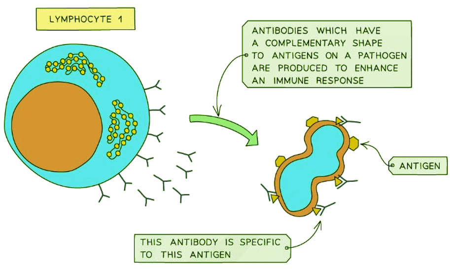 Antigens & Antibodies | Biology for GCSE/IGCSE - Class 10