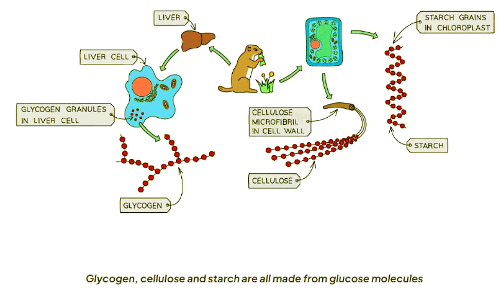 Chemicals & Life | Biology for GCSE/IGCSE - Class 10