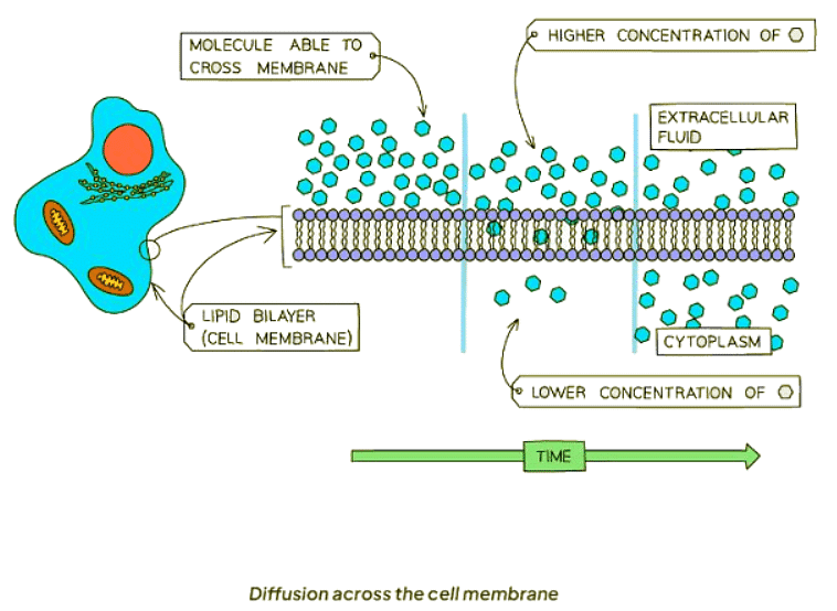 Diffusion in Biology | Biology for GCSE/IGCSE - Class 10