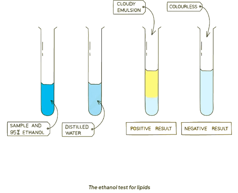 Food Tests | Biology for GCSE/IGCSE - Class 10