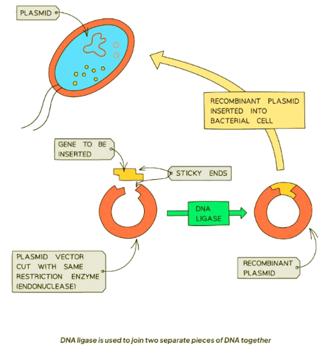 Genetic Modification | Biology for GCSE/IGCSE - Class 10