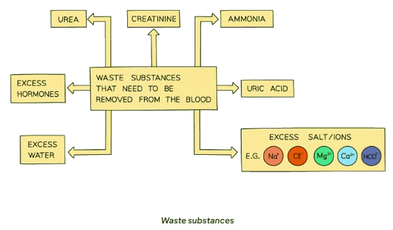 The Kidney | Biology for GCSE/IGCSE - Class 10