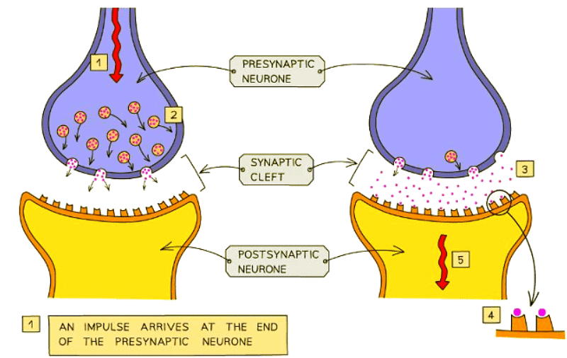 The Synapse | Biology for GCSE/IGCSE - Class 10