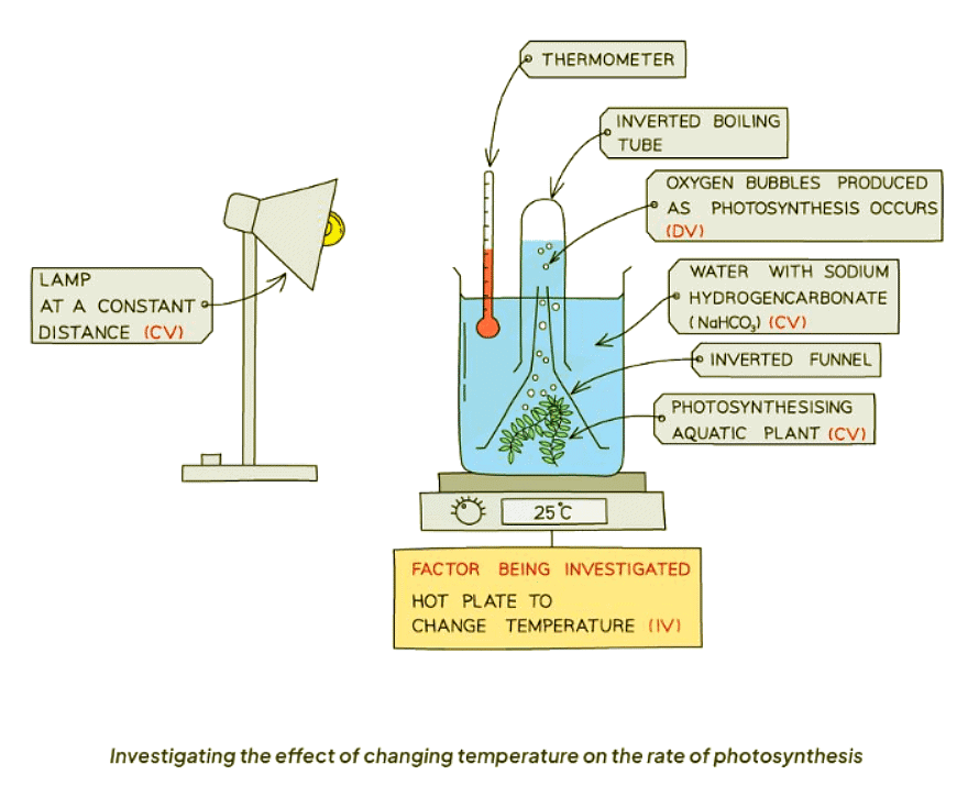 Investigating the Rate of Photosynthesis | Biology for GCSE/IGCSE - Class 10