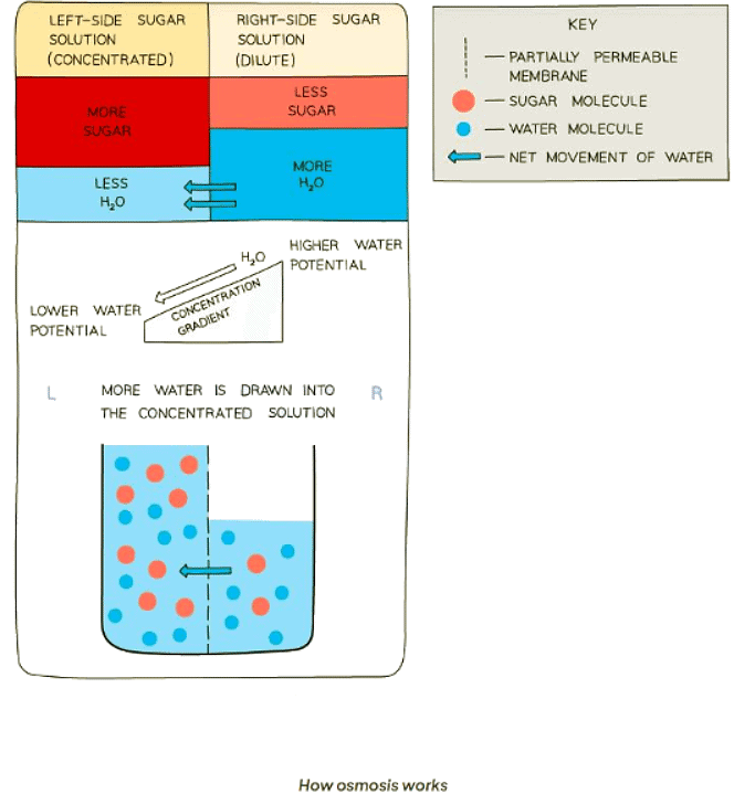Osmosis in Animals & Plants | Biology for GCSE/IGCSE - Class 10