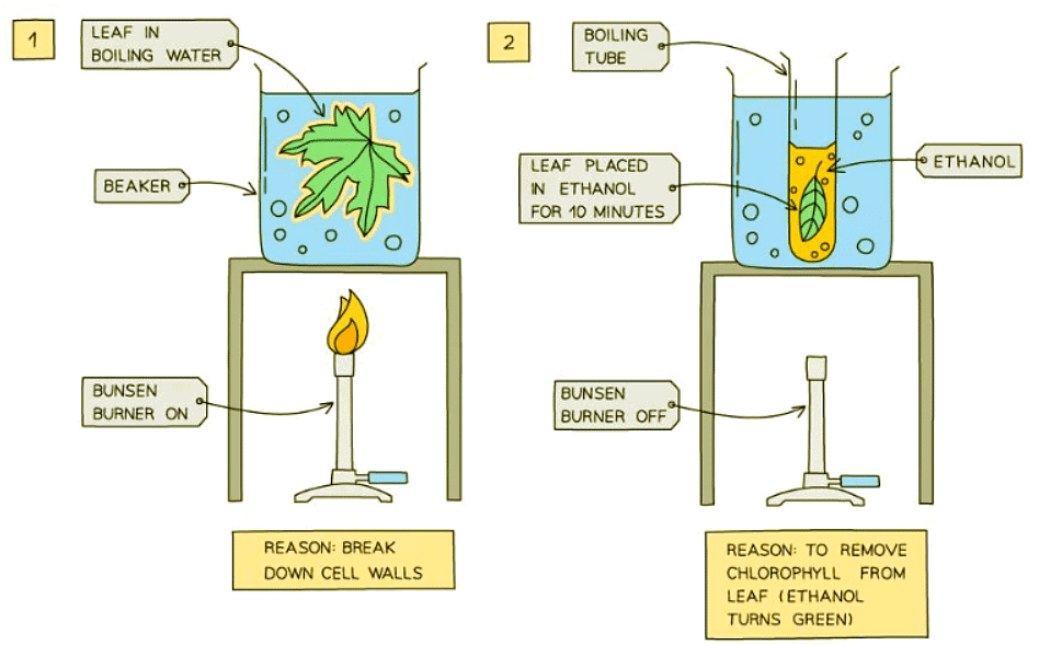 Need for Chlorophyll, Light & Carbon Dioxide | Biology for GCSE/IGCSE - Class 10