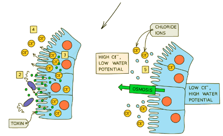 Cholera | Biology for GCSE/IGCSE - Class 10