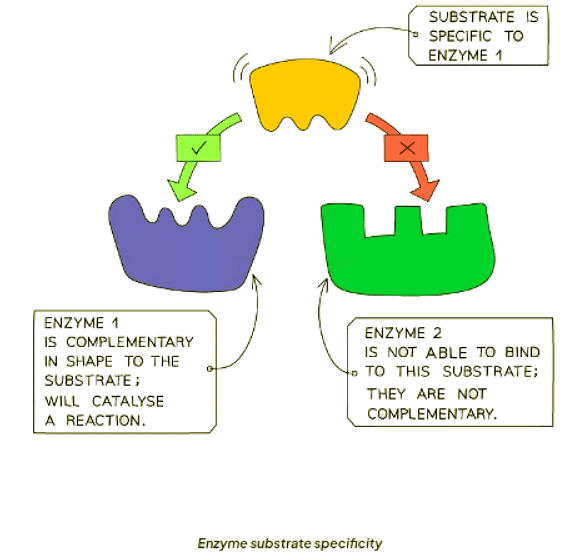 Enzymes | Biology for GCSE/IGCSE - Class 10