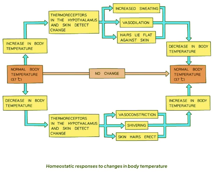 Homeostasis: Temperature Control | Biology for GCSE/IGCSE - Class 10
