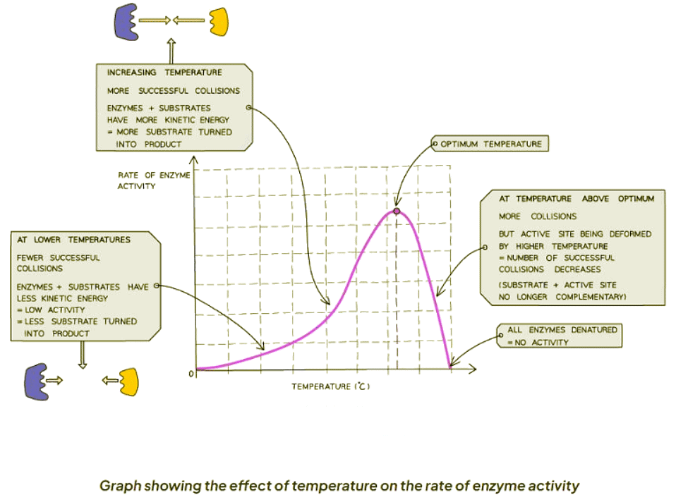 Enzymes & Temperature | Biology for GCSE/IGCSE - Class 10