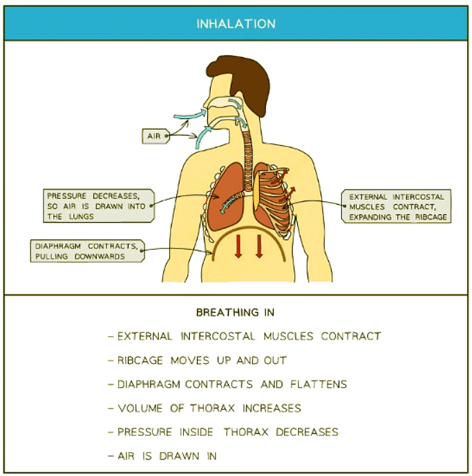 Volume & Pressure Changes in the Lungs | Biology for GCSE/IGCSE - Class 10
