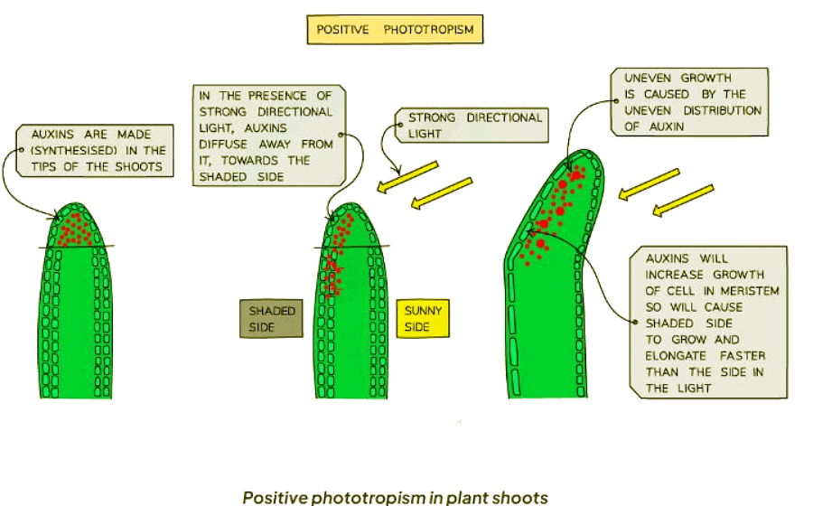 Tropisms | Biology for GCSE/IGCSE - Class 10