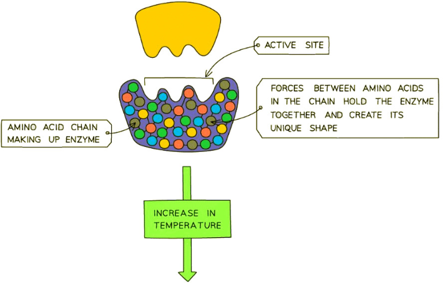 Enzymes & Temperature | Biology for GCSE/IGCSE - Class 10