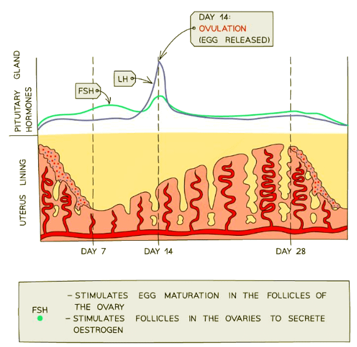 Roles of FSH and LH