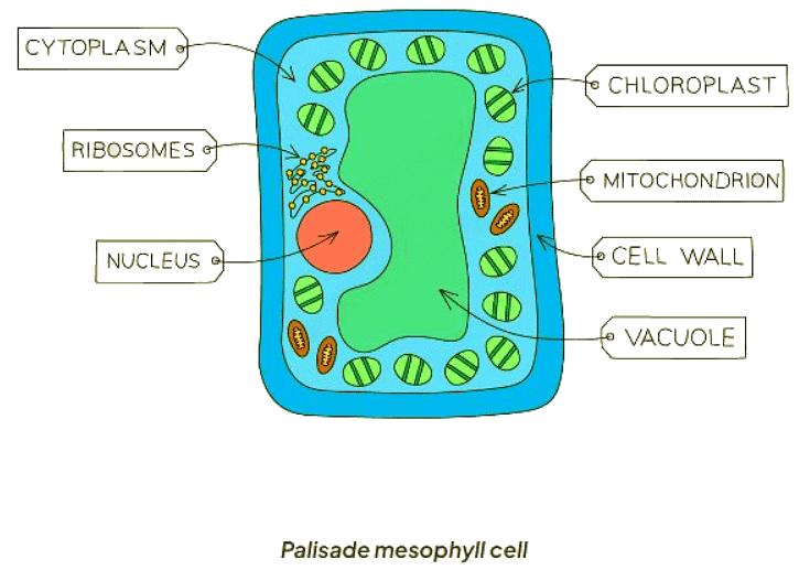 Specialised cells in animals