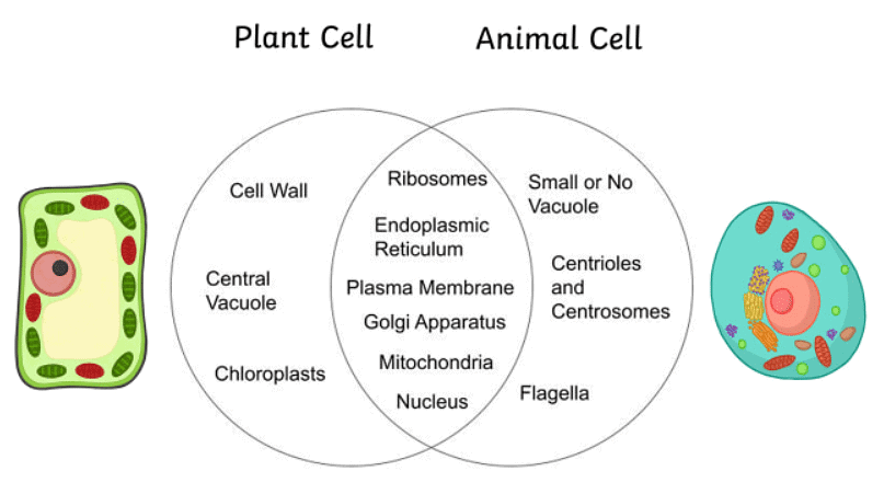 Features of Organisms - 1 | Biology for GCSE/IGCSE - Class 10