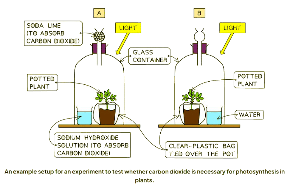 Need for Chlorophyll, Light & Carbon Dioxide | Biology for GCSE/IGCSE - Class 10