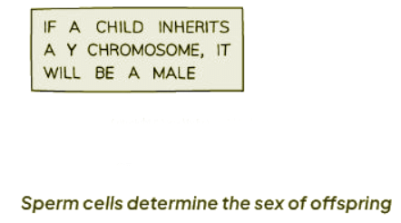 The Inheritance of Sex | Biology for GCSE/IGCSE - Class 10