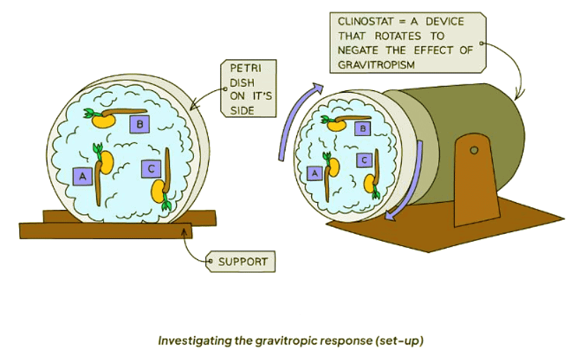 Tropisms | Biology for GCSE/IGCSE - Class 10