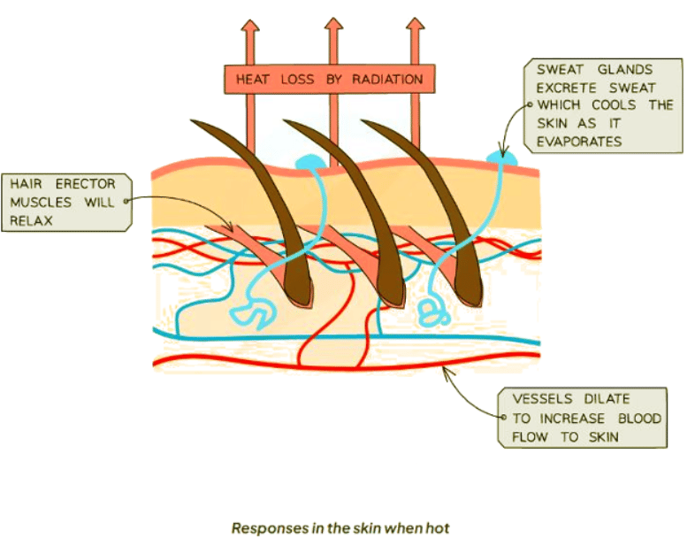 Homeostasis: Temperature Control | Biology for GCSE/IGCSE - Class 10