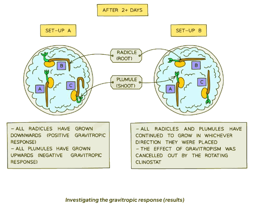 Tropisms | Biology for GCSE/IGCSE - Class 10