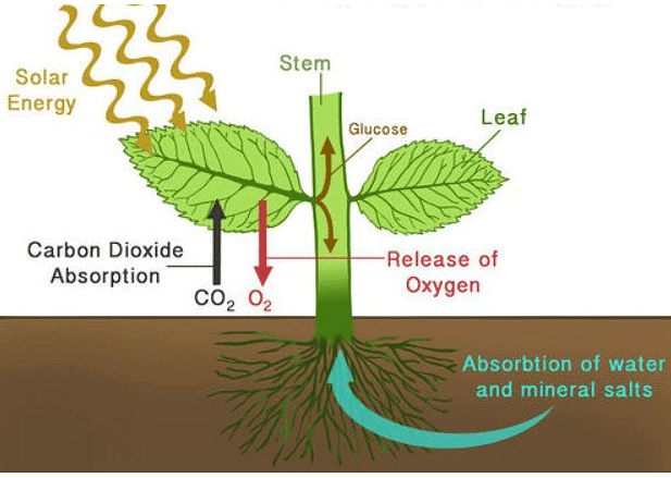Photosynthesis | Chemistry for GCSE/IGCSE - Class 10