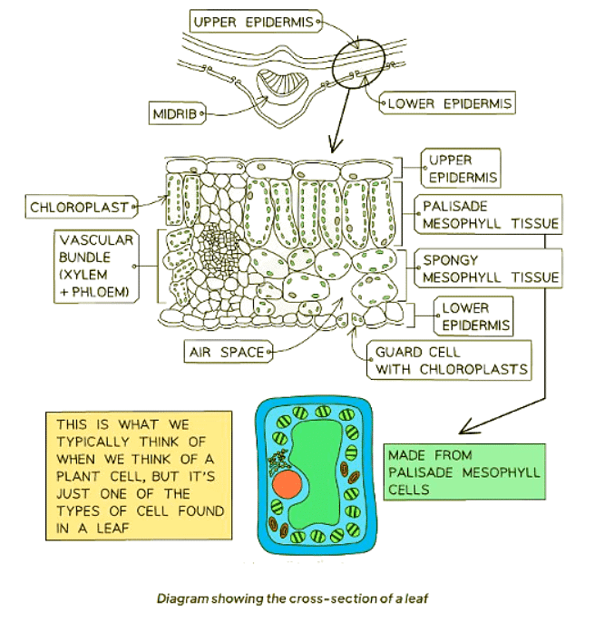 Leaf Structure | Biology for GCSE/IGCSE - Class 10
