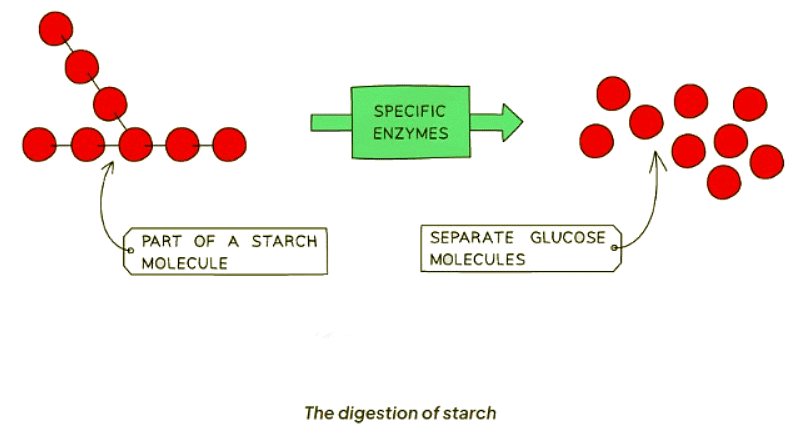 Enzymes in Digestion | Biology for GCSE/IGCSE - Class 10