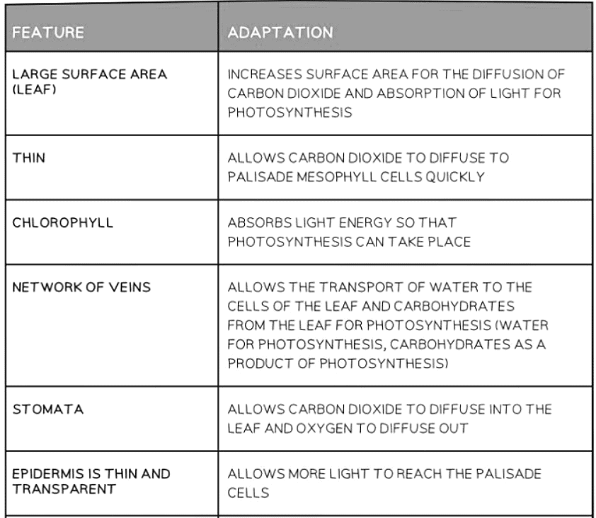 Leaf Structure | Biology for GCSE/IGCSE - Class 10