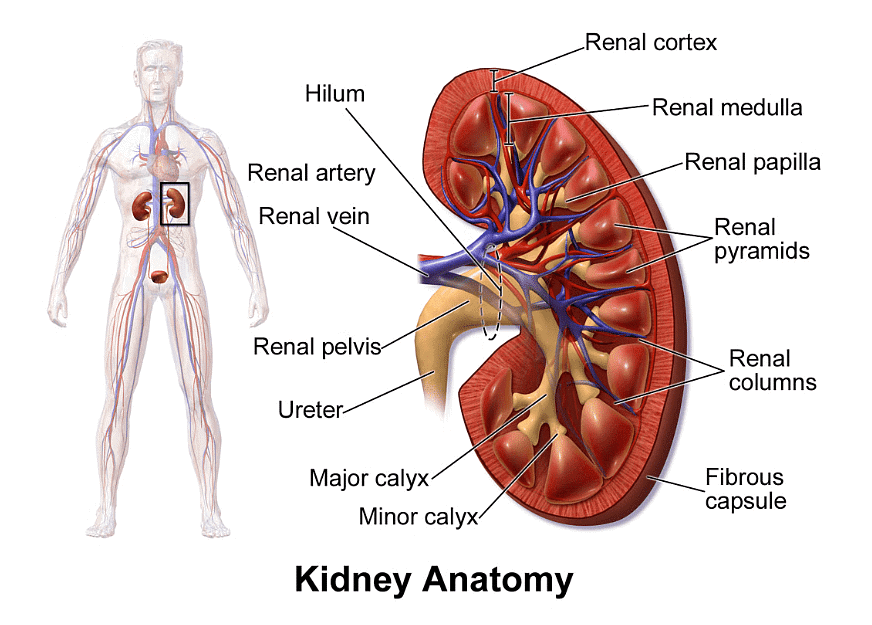 The Kidney | Biology for GCSE/IGCSE - Class 10