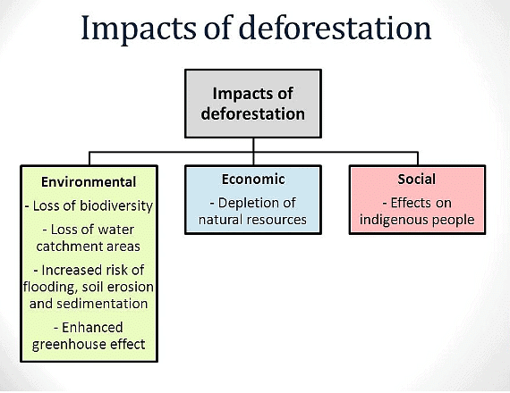 Deforestation of Tropical Rainforest | Geography for GCSE/IGCSE - Class 10