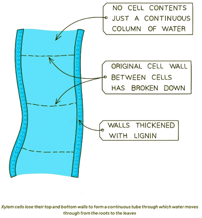 Xylem and phloem | Biology for GCSE/IGCSE - Class 10